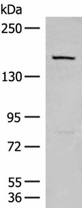 LEPR Polyclonal Antibody – Figure 1 of 3