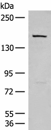 LEPR Polyclonal Antibody – Figure 1 of 3