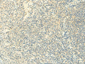 FMNL2 Polyclonal Antibody – Figure 1 of 2