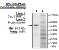 L3MBTL1, GST-tag Recombinant – Figure 1 of 1