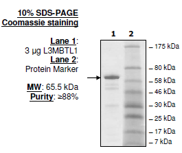 L3MBTL1, GST-tag Recombinant – Figure 1 of 1
