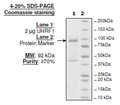 UHRF1, His-FLAG-Tags Recombinant – Figure 1 of 1