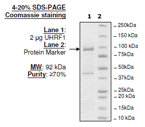 UHRF1, His-FLAG-Tags Recombinant – Figure 1 of 1