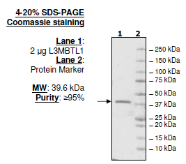 L3MBTL1, His-tag Recombinant – Figure 1 of 1