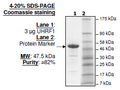 UHRF1 (108-286), GST-tag Recombinant – Figure 1 of 1