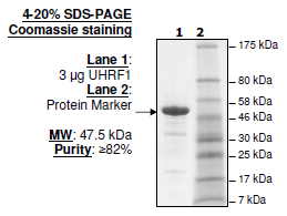 UHRF1 (108-286), GST-tag Recombinant – Figure 1 of 1