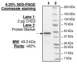 CHD2, GST-tag Recombinant – Figure 1 of 1