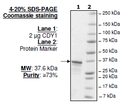 CDY1, GST-tag Recombinant – Figure 1 of 1