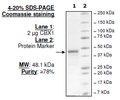 CBX1, GST-tag Recombinant – Figure 1 of 1