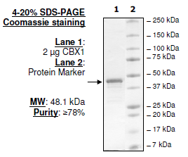 CBX1, GST-tag Recombinant – Figure 1 of 1