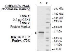CBX2, GST-tag Recombinant – Figure 1 of 1