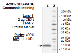 CBX2, His-tag Recombinant – Figure 1 of 1