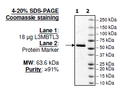 L3MBTL3, GST-tag Recombinant – Figure 1 of 1
