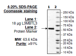 L3MBTL3, GST-tag Recombinant – Figure 1 of 1