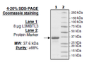 L3MBTL3, His-tag Recombinant – Figure 1 of 1