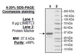 L3MBTL3, His-tag Recombinant – Figure 1 of 1