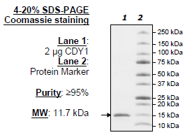 CDY1, His-tag Recombinant – Figure 1 of 1