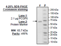 PCGF6, GST-tag Recombinant – Figure 1 of 1