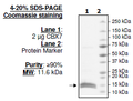 CBX7, His-tag Recombinant – Figure 1 of 1