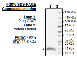 CBX7, His-tag Recombinant – Figure 1 of 1