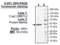 L3MBTL2, His-tag Recombinant – Figure 1 of 1