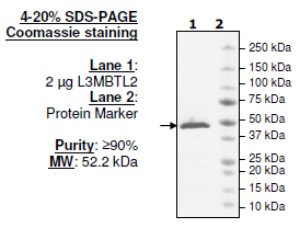 L3MBTL2, His-tag Recombinant – Figure 1 of 1