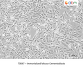 Immortalized Mouse Cementoblasts – Figure 1 of 1