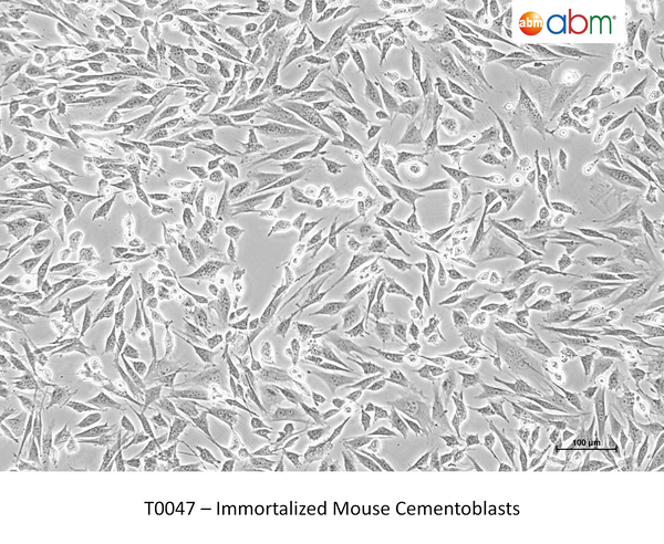 Immortalized Mouse Cementoblasts – Figure 1 of 1