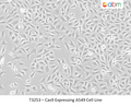 Cas9 Expressing A549 Cell Line | Applied Biological Materials (abm)
