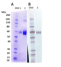Nipah Virus Attachment F protein - Figure 1 of 1