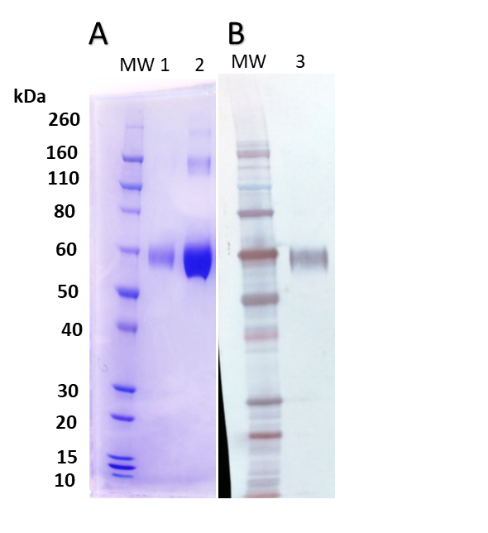 Nipah Virus Attachment F protein - Figure 1 of 1