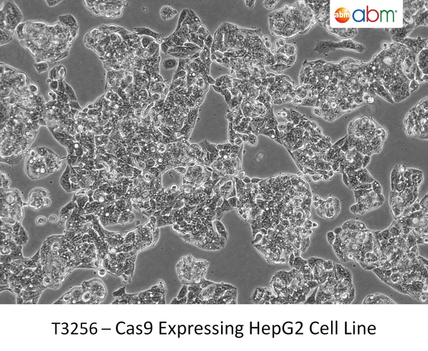 Cas9 Expressing HepG2 Cell Line | Applied Biological Materials (abm)