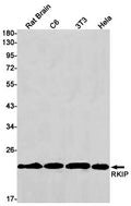 Recombinant RKIP Monoclonal Antibody – Figure 1 of 3