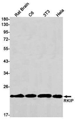 Recombinant RKIP Monoclonal Antibody – Figure 1 of 3