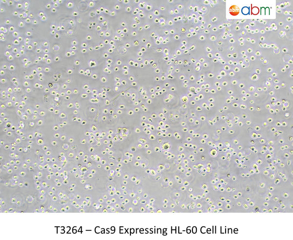 Cas9 Expressing HL-60 Cell Line | Applied Biological Materials (abm)