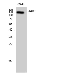 JAK3 Polyclonal Antibody – Figure 1 of 4