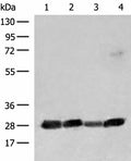 CD48 Polyclonal Antibody – Figure 1 of 3