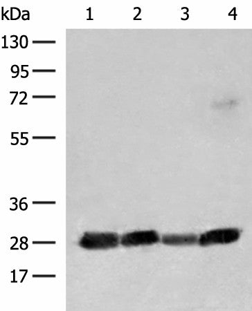 CD48 Polyclonal Antibody – Figure 1 of 3