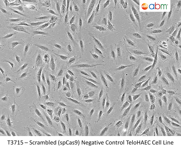 Scrambled (spCas9) Negative Control TeloHAEC Cell Line | Applied Biological Materials (abm)