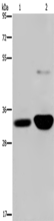 MAPRE3 Polyclonal Antibody – Figure 1 of 2