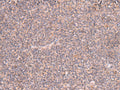MRPS24 Polyclonal Antibody – Figure 1 of 3