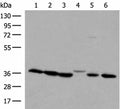 LDHA Polyclonal Antibody – Figure 1 of 4