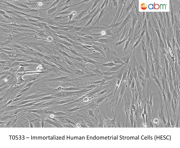 Immortalized Human Endometrial Stromal Cells (HESC) | Applied Biological Materials (abm)