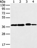 DCX Polyclonal Antibody – Figure 1 of 4