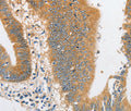 ARHGAP5 Polyclonal Antibody – Figure 1 of 3