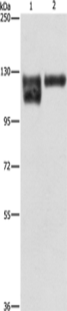 ITGB1 Polyclonal Antibody – Figure 1 of 4