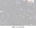 Co-L-1236 Cells | Applied Biological Materials (abm)