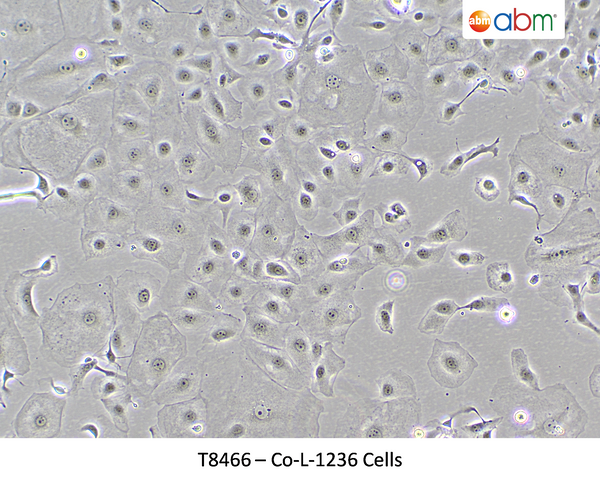 Co-L-1236 Cells | Applied Biological Materials (abm)