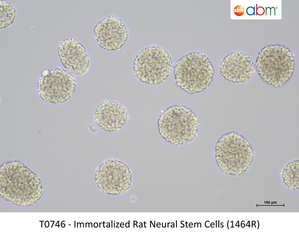 Immortalized Rat Neural Stem Cells (1464R) | Applied Biological Materials (abm)