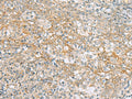 KCNH7 Polyclonal Antibody – Figure 1 of 2